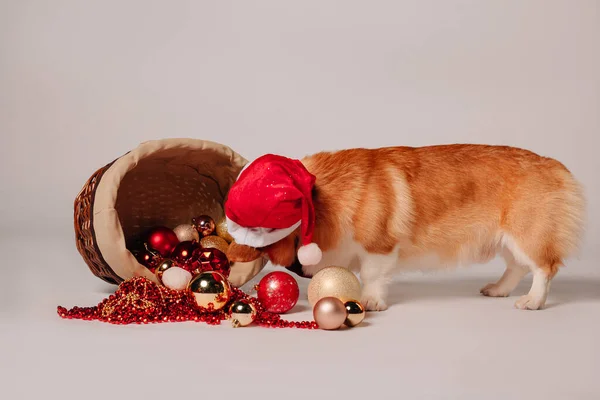 Niedlicher Hund Mit Weihnachtsmütze — Stockfoto