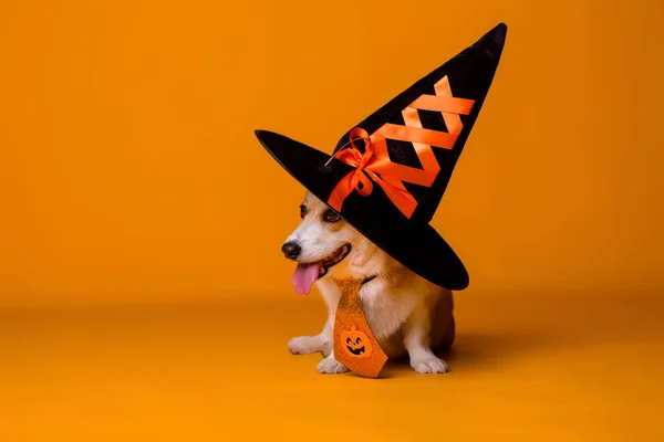 Ładny Pies Corgi Kapelusz Koncepcja Halloween — Zdjęcie stockowe