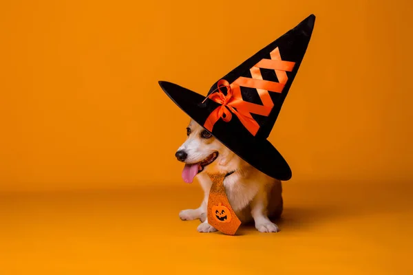 Şirin Corgi köpeği ve şapkası, Cadılar Bayramı konsepti 