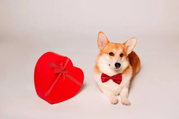 Милая Собака Корги Красное Сердце — стоковое фото