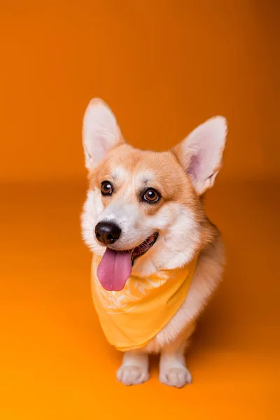 Atkısı olan şirin Corgi köpeği. 
