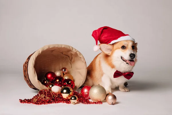 Милая Собака Рождественской Шляпе — стоковое фото