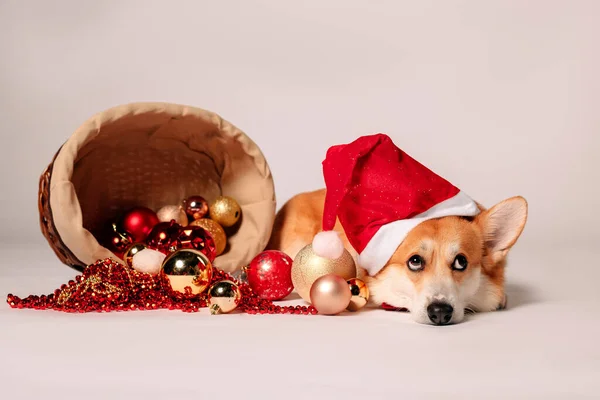 Söt Hund Julhatt — Stockfoto