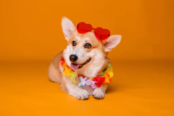 cute dog in red sunglasses