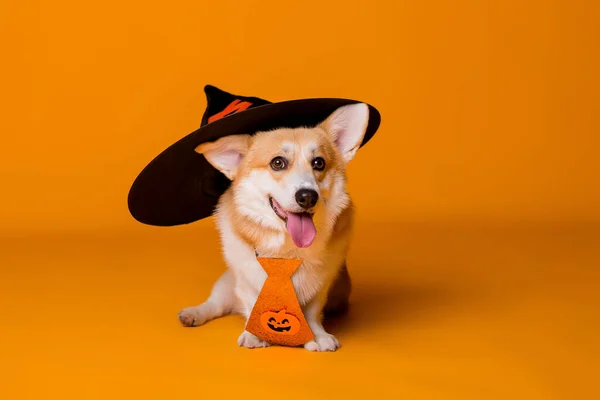 Bonito Corgi Cão Chapéu Conceito Halloween — Fotografia de Stock