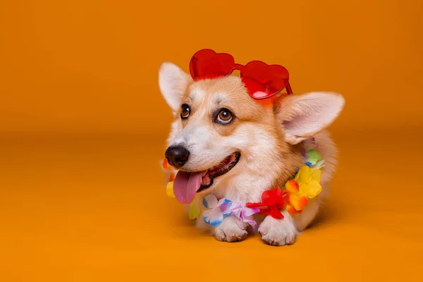 Ładny Pies Czerwonych Okularach Przeciwsłonecznych — Zdjęcie stockowe