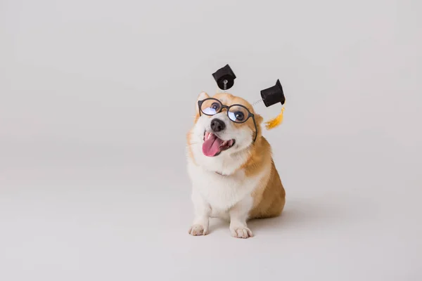 Smart Cute Corgi Dog Koncepcja Szkoły — Zdjęcie stockowe