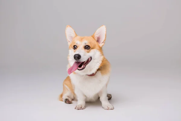 Lindo Perro Corgi Aislado Blanco —  Fotos de Stock