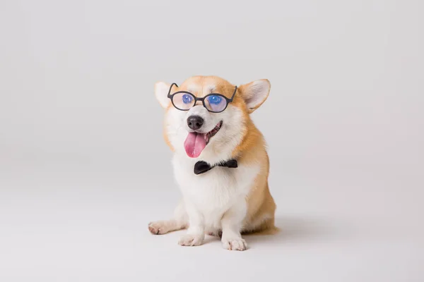 Şirin akıllı Corgi köpeği. 