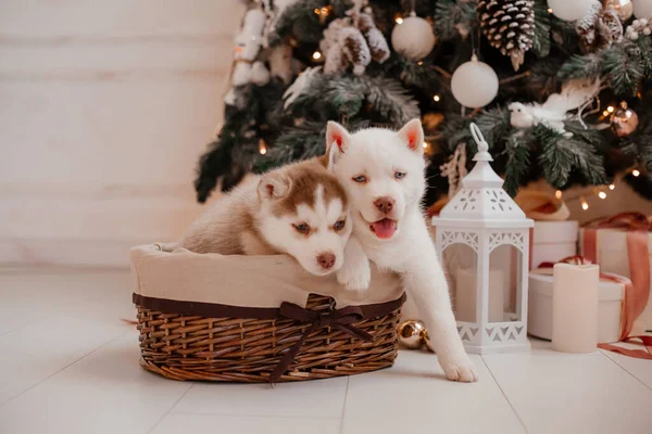 Милые Собаки Рождественская Концепция — стоковое фото