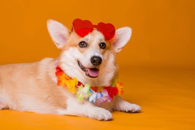 Güneş gözlüklü şirin Corgi köpeği.