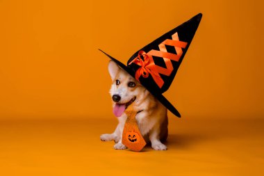 Şirin Corgi köpeği ve şapkası, Cadılar Bayramı konsepti 