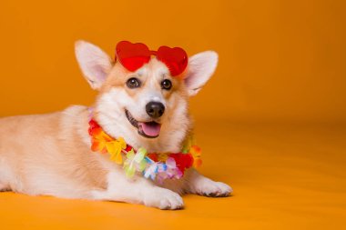 Kırmızı güneş gözlüklü şirin köpek.