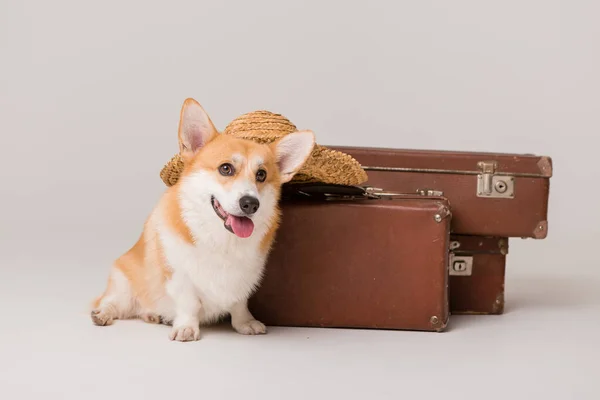 Şirin Corgi Köpeği Bir Şapka — Stok fotoğraf