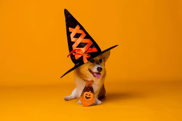 Cute Corgi Dog Hat Halloween Concept — Stock Photo, Image