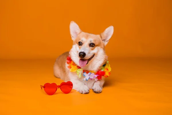 Niedlicher Corgi Hund Mit Sonnenbrille — Stockfoto