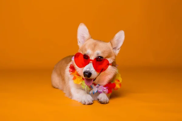 Lindo Perro Gafas Sol Rojas — Foto de Stock