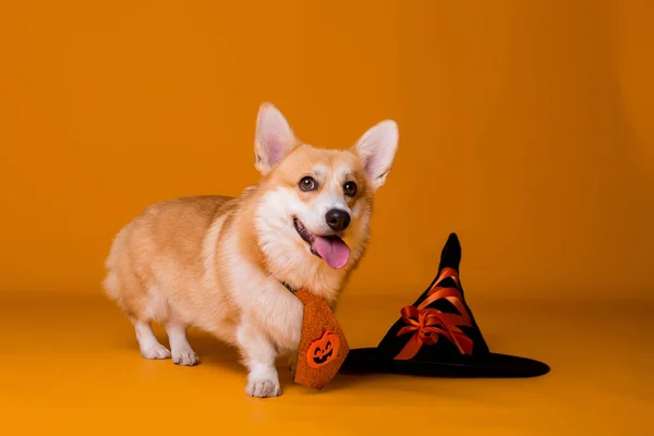 Söpö Corgi Koira Hattu Halloween Käsite — kuvapankkivalokuva
