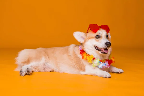Χαριτωμένος Σκύλος Κόκκινα Γυαλιά Ηλίου — Φωτογραφία Αρχείου