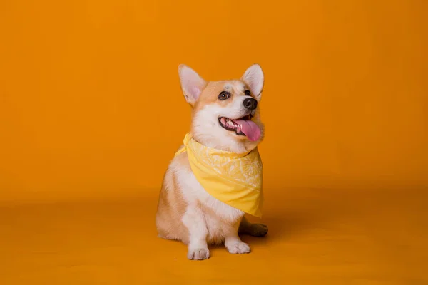 Bonito Corgi Cão Com Cachecol — Fotografia de Stock