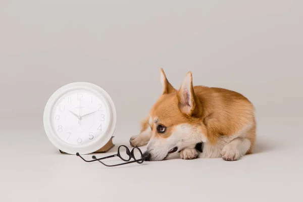 Cute Corgi Dog Isolated White — Stock Photo, Image