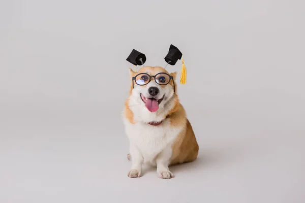 Smart Niedlicher Corgi Hund Schulkonzept — Stockfoto