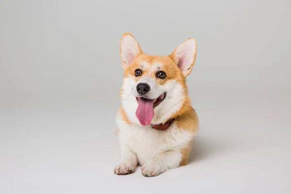 Lindo Perro Corgi Aislado Blanco —  Fotos de Stock