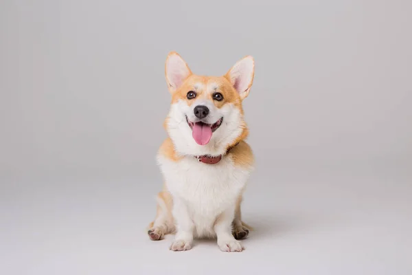 Corgi Cute Anjing Terisolasi Atas Putih — Stok Foto