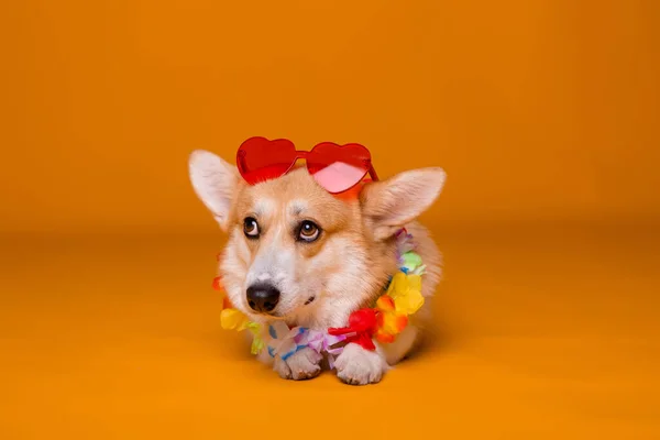 Bonito Corgi Cão Com Óculos Sol — Fotografia de Stock