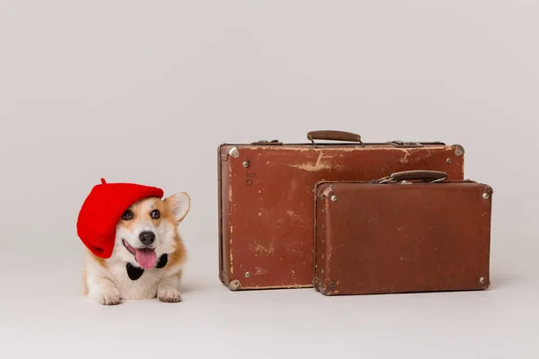 Şirin Corgi Köpeği Bir Şapka — Stok fotoğraf