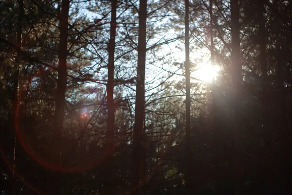 Ladin dallarından geçen güneş ışığı.