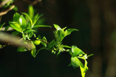 Güzel ışıkta açan dallar