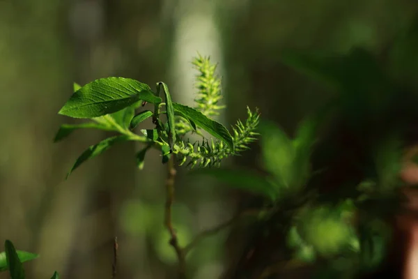 Baharda açan ıhlamur ağacı
