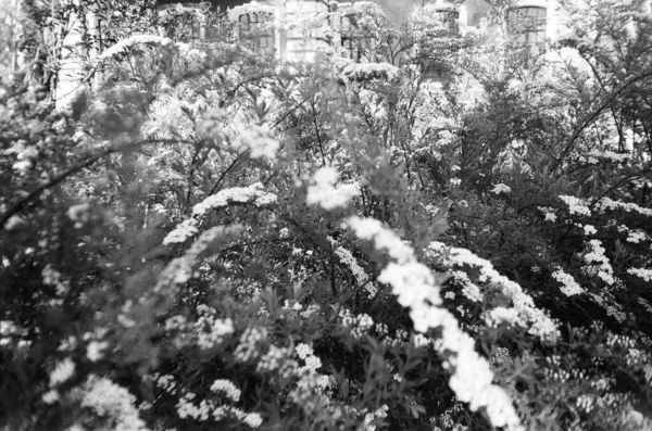 35 mm 'lik filmde bahar çiçeği.