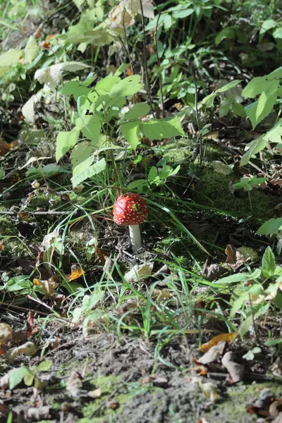 Çimlerin altında mantar