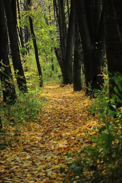 Sonbaharda altın yapraklar