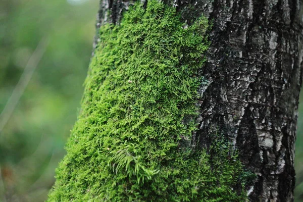 Ağaç gövdesinde yosun