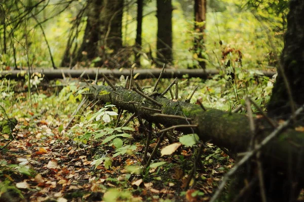 Ormanda devrilmiş bir ağaç gövdesi