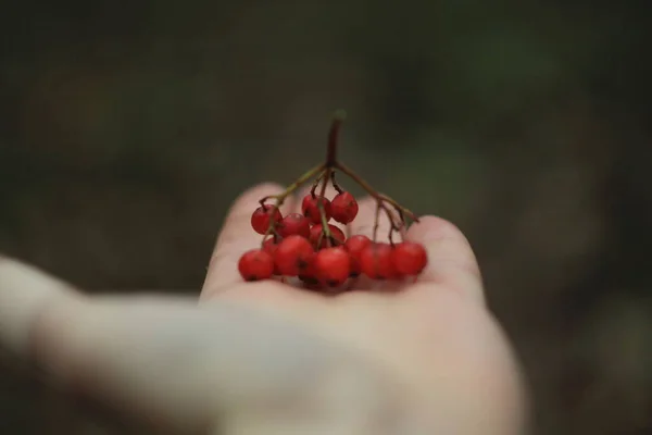 Rowan Berries Palm Hand — Stock Photo, Image