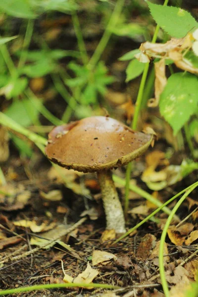 Mushroom Covered Spruce Needles — Stock Photo, Image