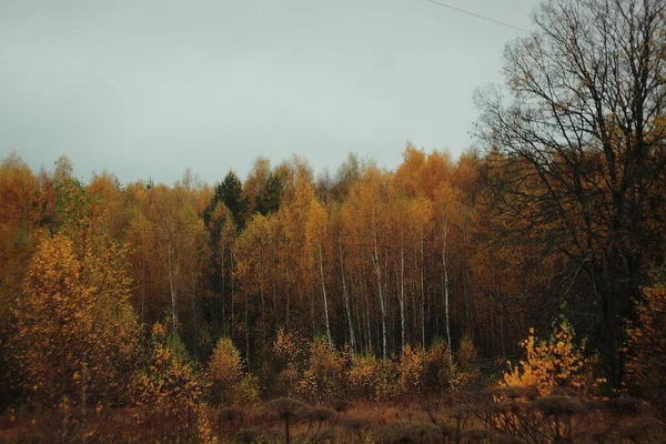 Ormandaki en güzel altın zamanlar