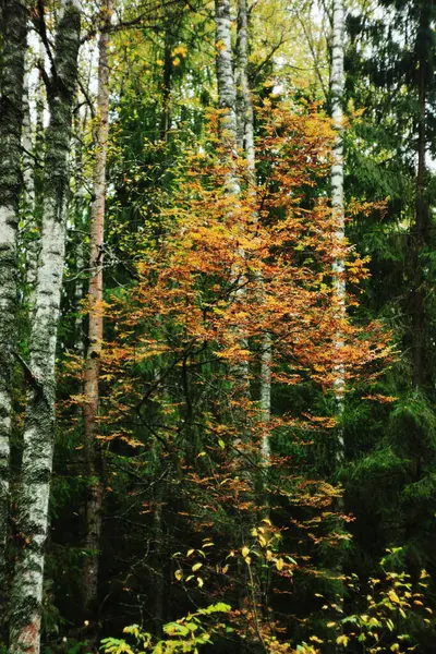 Sonbahar, yonca, düşen yapraklar, orman, çim, yeşil, yosun, doğa