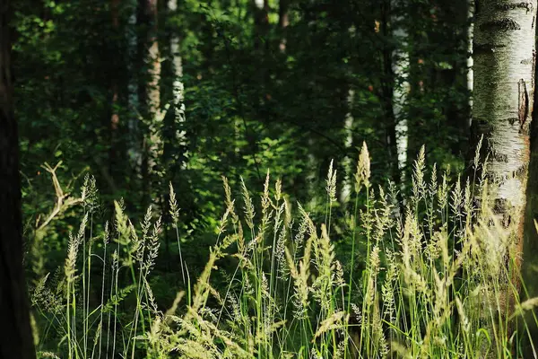 Güneşte buğday ve huş ağaçları