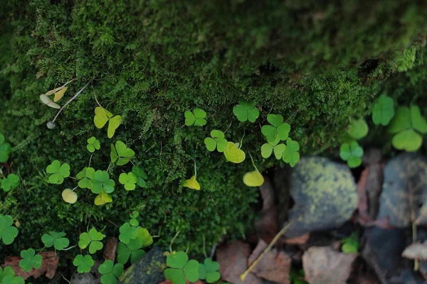 Yosun içinde şanslı yonca