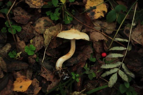 Mushroom Fallen Leaves — Stock Photo, Image