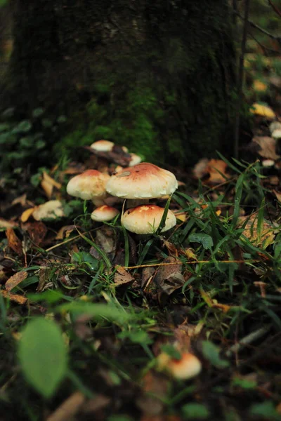 Yosun gölgesinde mantarlar