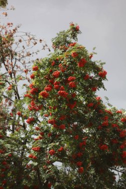 Gün ışığında rowan ağacı
