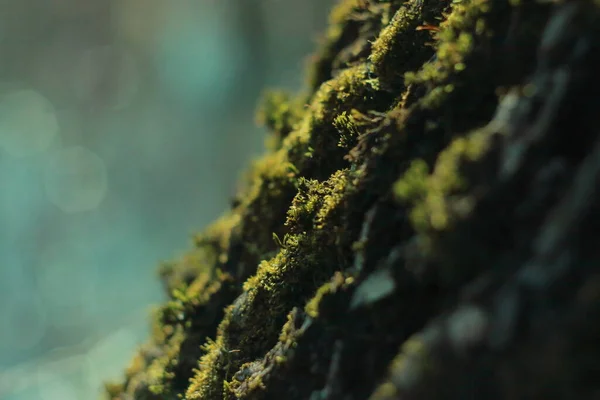 Ağaçta kabartmalı yosun var.