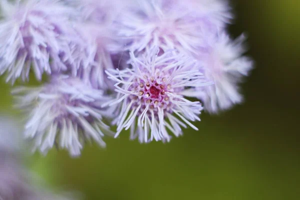 Leylak çiçeği ve bokeh