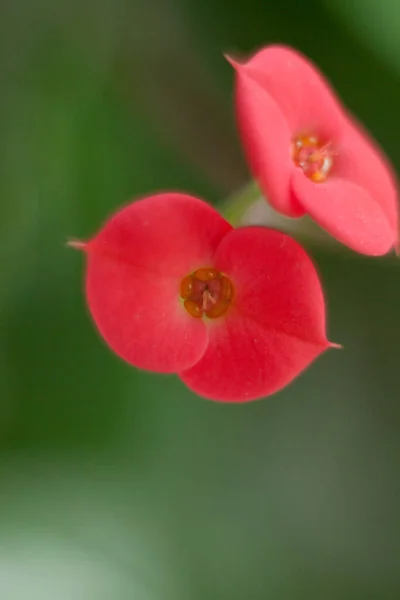 Liten Röd Blomma Med Vener — Stockfoto